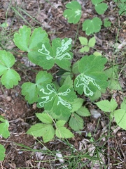 Phytomyza minuscula group