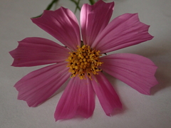 Cosmos bipinnatus