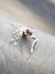 Menemerus bivittatus