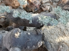 Monsonia multifida