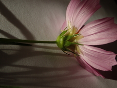 Cosmos bipinnatus