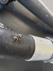 Menemerus bivittatus