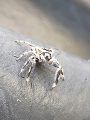 Menemerus bivittatus