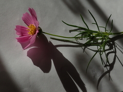 Cosmos bipinnatus