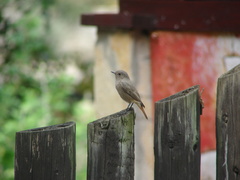 Phoenicurus ochruros