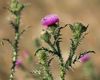 Broad-winged Thistle - Photo (c) Norbert Sauberer, some rights reserved (CC BY-NC), uploaded by Norbert Sauberer