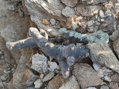Monsonia multifida