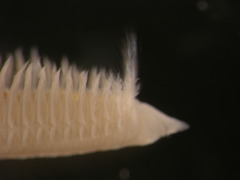 Dispio uncinata