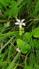 Lysimachia tenella