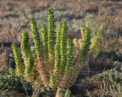 Moluccella laevis