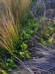 Thelypteris confluens