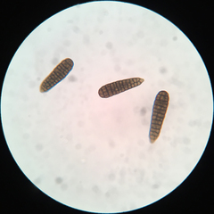 Berkleasmium concinnum