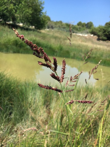 ježatka kuria (Echinochloa crus-galli)