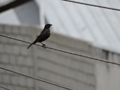 Molothrus bonariensis