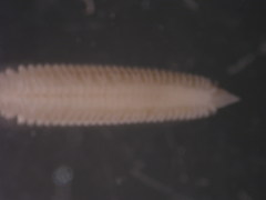 Dispio uncinata