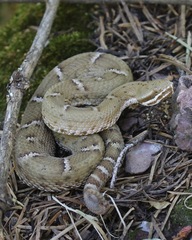 Crotalus willardi willardi