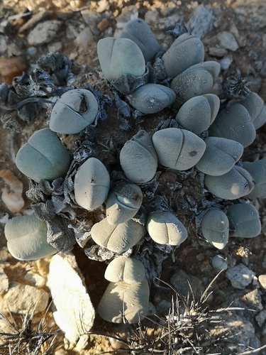 Cheiridopsis pillansii