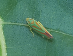 Graphocephala