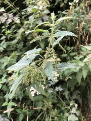 Urtica dioica
