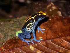 Dendrobates tinctorius