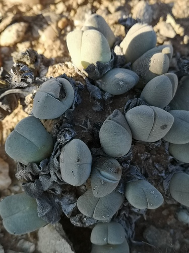 Cheiridopsis pillansii