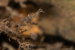 Caprella danilevskii