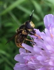 Callicera aurata