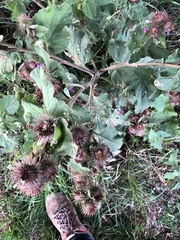 Arctium lappa