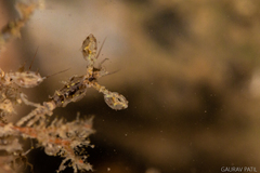 Caprella danilevskii