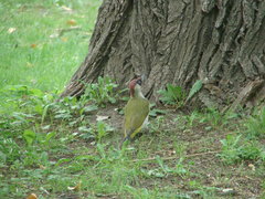 Picus viridis