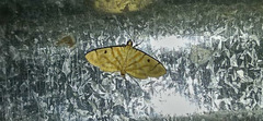 Notarcha tigrina
