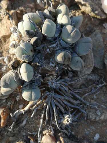 Cheiridopsis pillansii