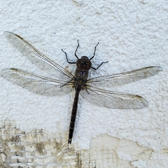 Aeshna interrupta