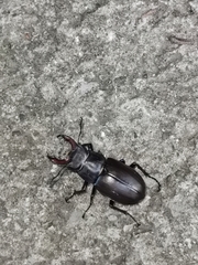 Lucanus cervus turcicus