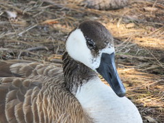 Anser cygnoides × Branta canadensis