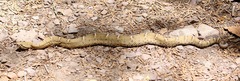 Crotalus willardi willardi