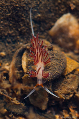 Cratena pawarshindeorum