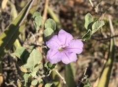 Ruellia parryi