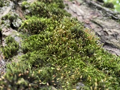 Atrichum angustatum