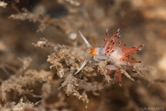 Cratena pawarshindeorum