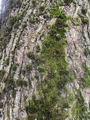 Atrichum angustatum
