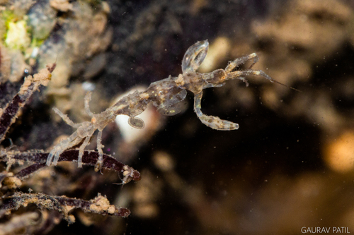 Caprella danilevskii in life