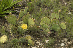 Opuntia tortispina