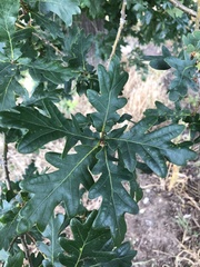 Quercus robur
