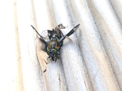 Chrysops relictus