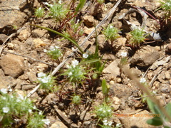 Navarretia intertexta