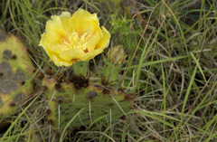 Opuntia tortispina