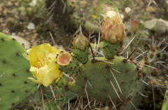 Opuntia tortispina