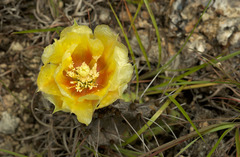 Opuntia tortispina