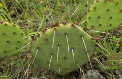 Opuntia tortispina